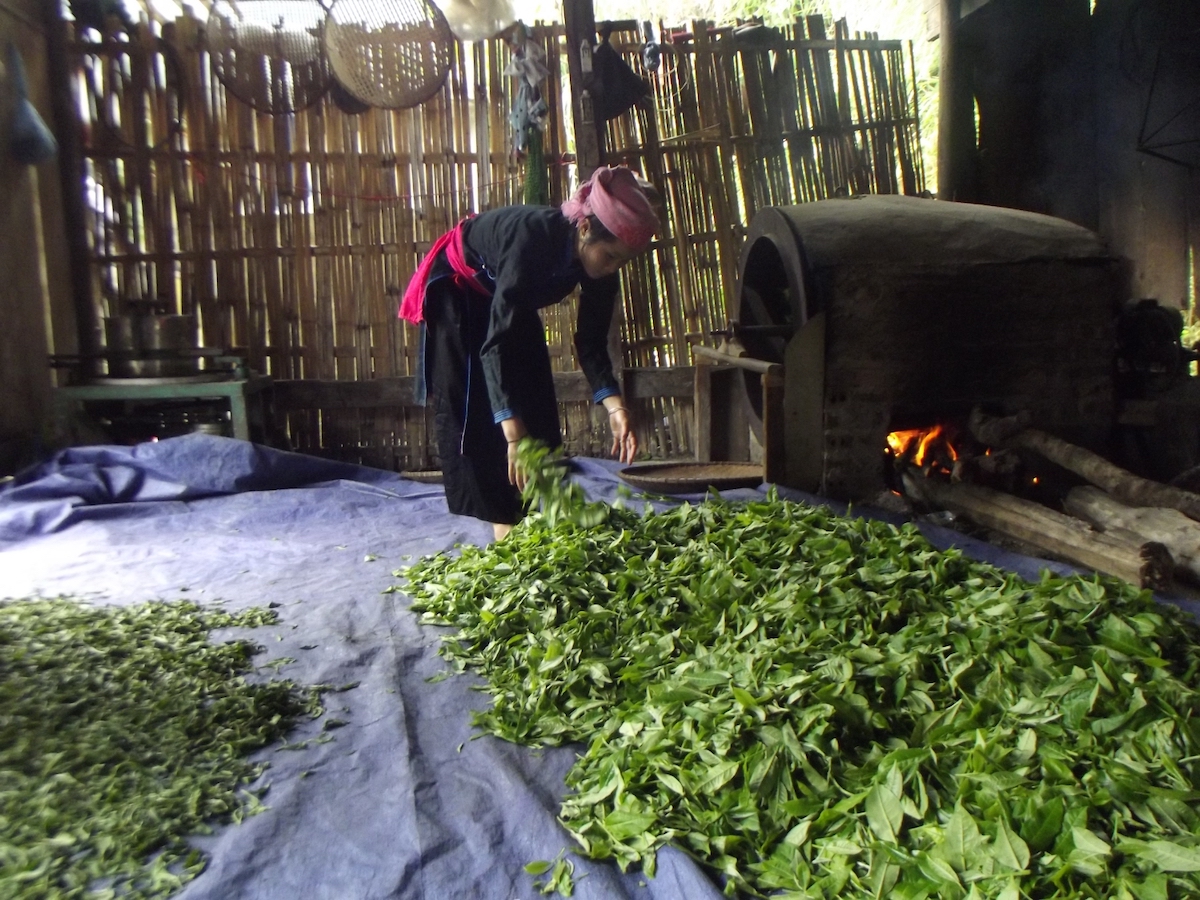 Chè sau khi hái được chọn lọc, đem xao suốt, tỏa hương thơm nồng nàn gọi mời du khách trải nghiệm đồi chè Bản Liền.