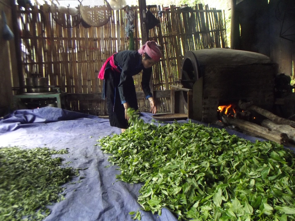 Chè sau khi hái được chọn lọc, đem xao suốt, tỏa hương thơm nồng nàn gọi mời du khách trải nghiệm đồi chè Bản Liền.