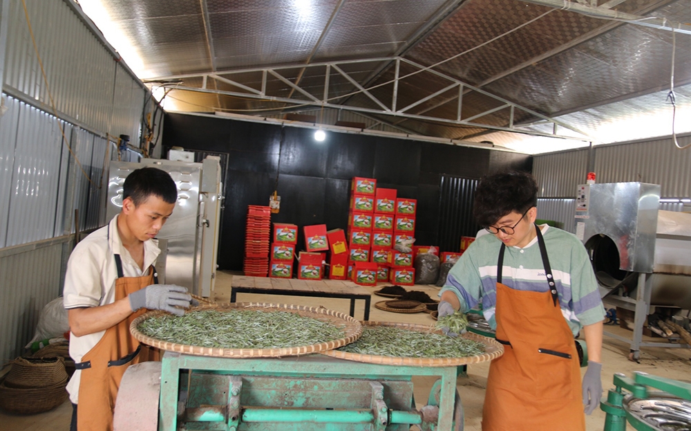 Sản xuất, chế biến chè tại HTX chè Shan tuyết Phình Hồ.