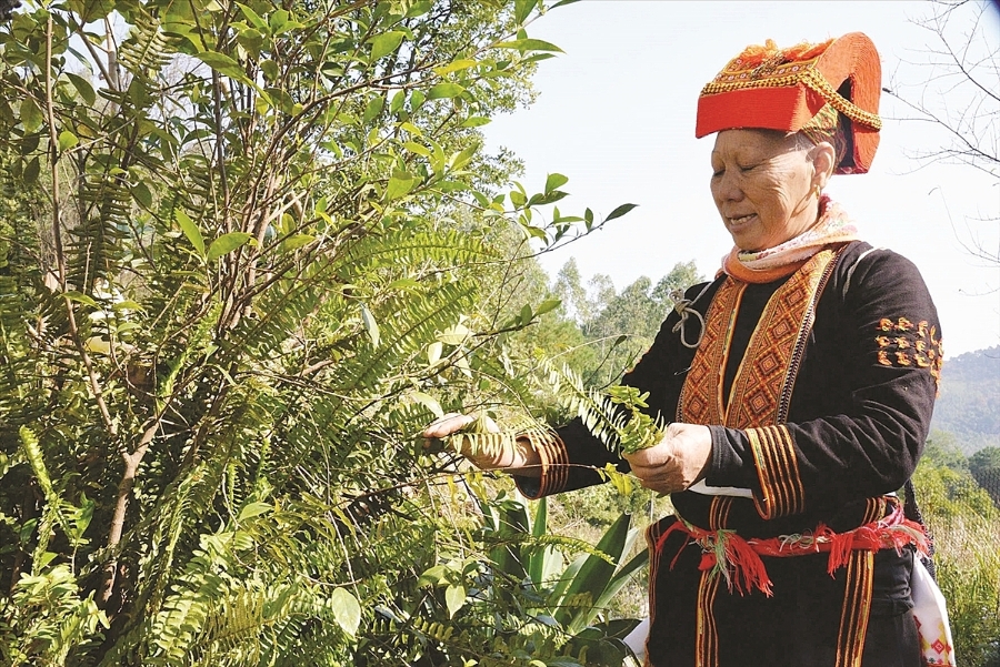 Trồng dược liệu cung ứng cho chế biến giúp người dân nâng cao thu nhập.