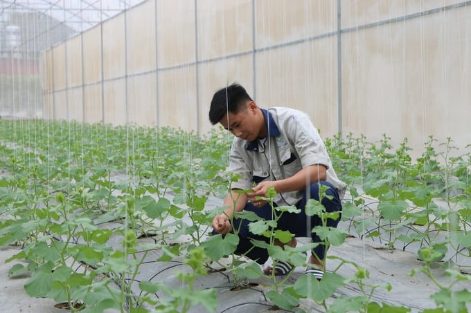 Cán bộ kỹ thuật HTX chăm sóc dưa trồng trong nhà lưới.