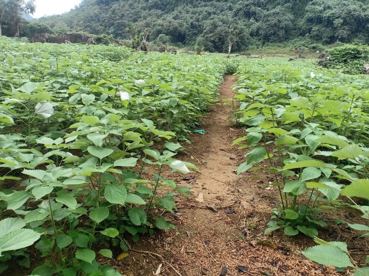 Cây gai xanh được xác định là cây giảm nghèo trên địa bàn huyện Đà Bắc.