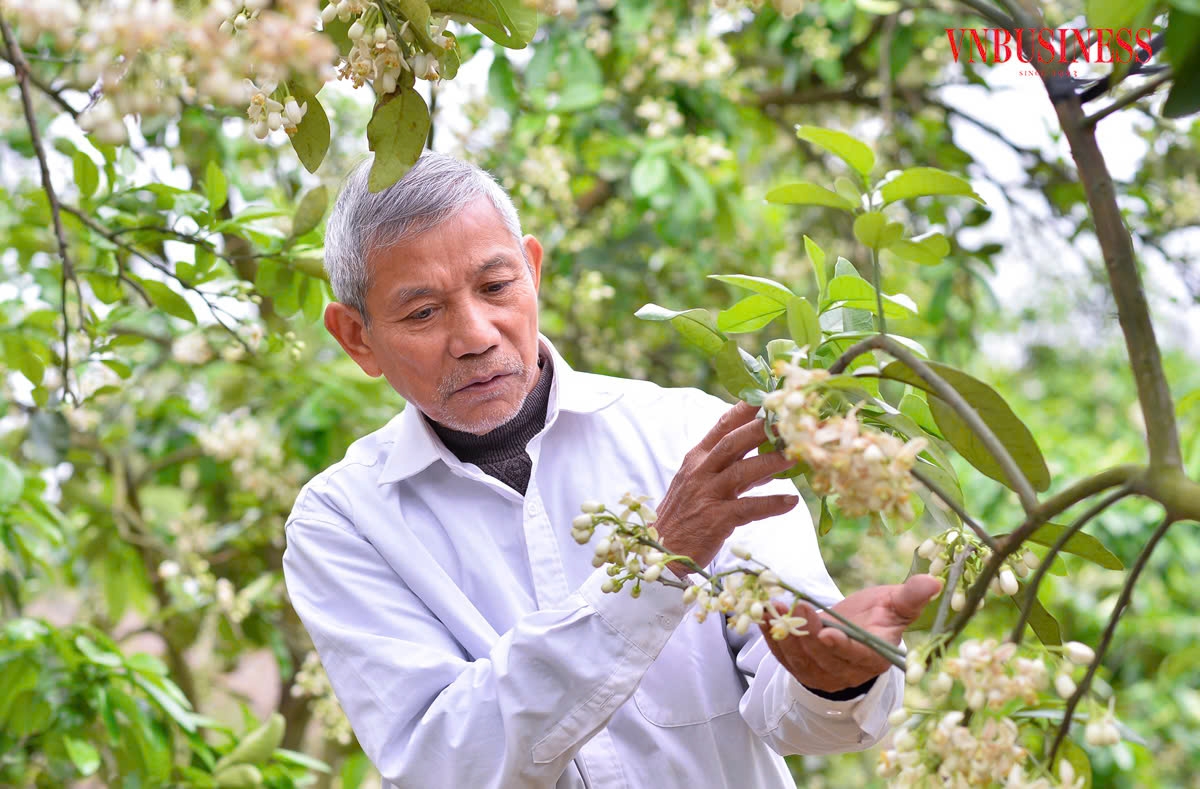 Mỹ là thị trường rất khó tính nên việc đa dạng thị trường sẽ giúp nông sản Việt có nhiều cơ hội xuất khẩu. &lpar;Ảnh Mạnh Hòa&rpar;