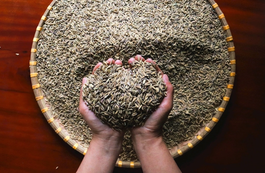 Lúa lứt đen được sản xuất theo phương pháp hữu cơ của HTX Nông nghiệp và dịch vụ tổng hợp Phước Năng.