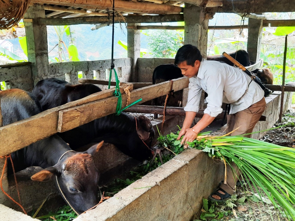 Chăn nuôi giúp nhiều hộ gia đình nâng cao thu nhập.