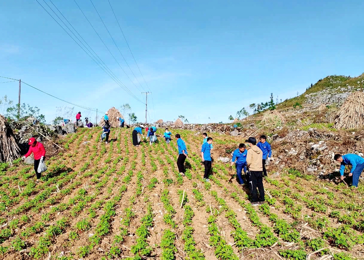 Trong thời gian tới, huyện Mèo Vạc sẽ tiếp tục đẩy mạnh việc liên kết sản xuất, mở rộng thị trường tiêu thụ, ứng dụng khoa học công nghệ vào sản xuất và chế biến.