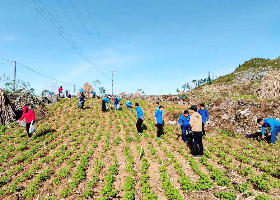 Trong thời gian tới, huyện Mèo Vạc sẽ tiếp tục đẩy mạnh việc liên kết sản xuất, mở rộng thị trường tiêu thụ, ứng dụng khoa học công nghệ vào sản xuất và chế biến.