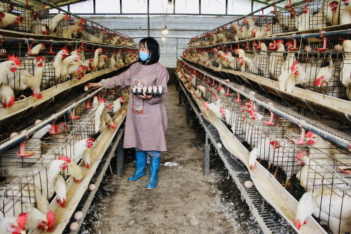 Nuôi gà an toàn sinh học của HTX Bảo Hưng.