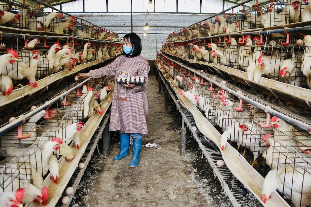 Nuôi gà an toàn sinh học của HTX Bảo Hưng.