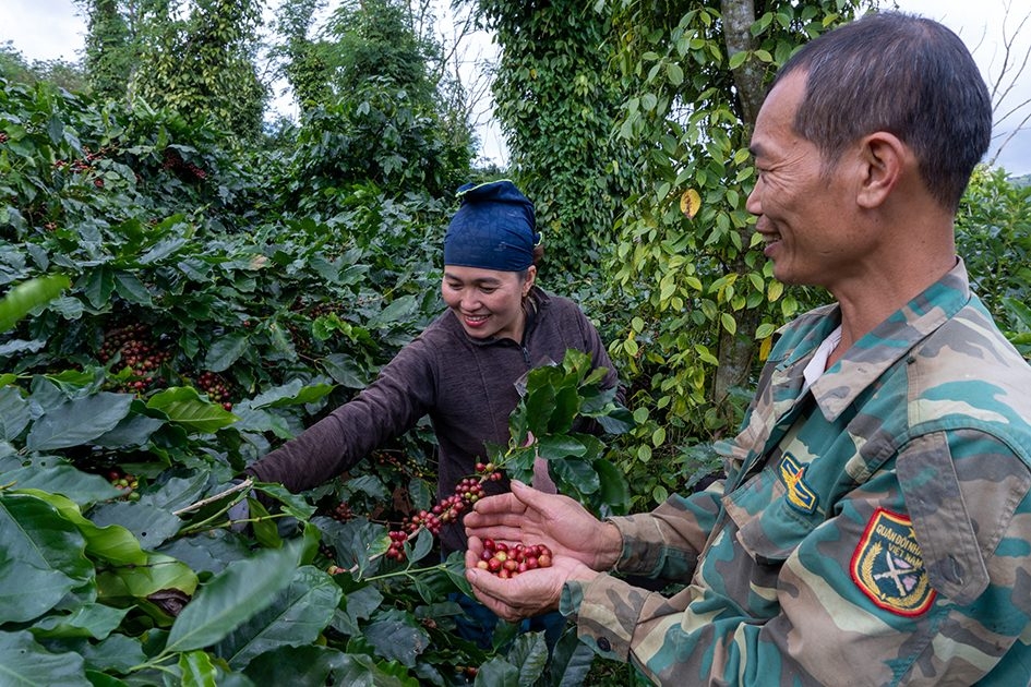 Giá cà phê giữ ổn định ở các vùng trồng trong nước.