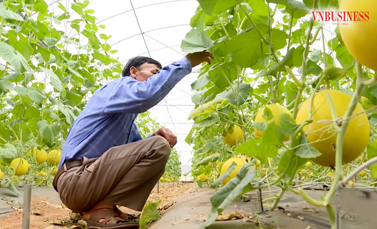 Ứng dụng kỹ thuật vào sản xuất giúp đồng bào dân tộc thiểu số ở Nghệ An làm giàu.