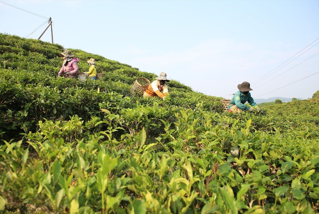 Phát triển nông nghiệp theo hướng sản xuất hàng hóa, liên kết chuỗi giá trị là “chìa khóa” để người dân, đồng bào dân tộc thiểu số huyện miền núi Đông Giang vượt khó giảm nghèo.