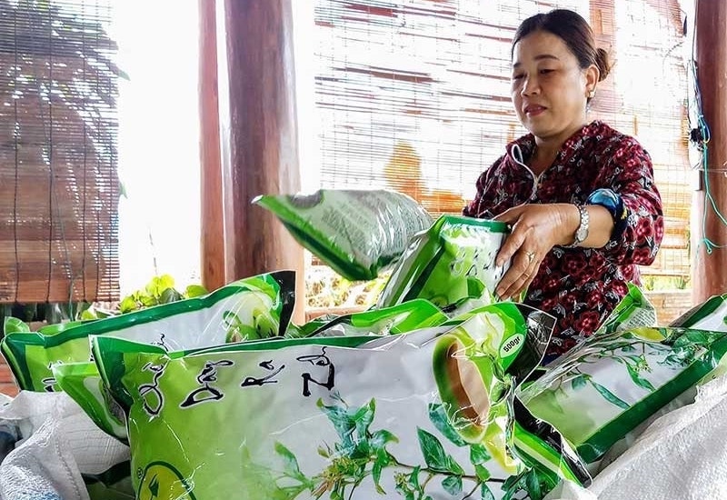 Mô hình liên kết sản xuất chè dây của HTX chè dây xã Tư đã giúp cho nhiều hộ dân có được thu nhập.