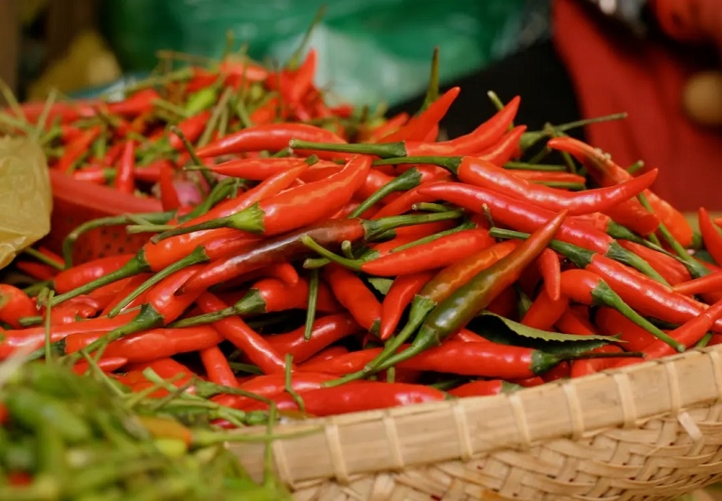 Người dân trồng ớt tại nhiều tỉnh miền Trung phấn khởi bởi ớt tươi “được mùa được giá”.