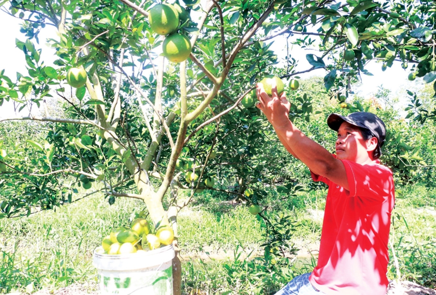 Chuyển đổi tư duy sản xuất theo hướng hàng hóa giúp nông dân, HTX ở Phong Điền tăng thu nhập &lpar;Ảnh: BCT&rpar;.