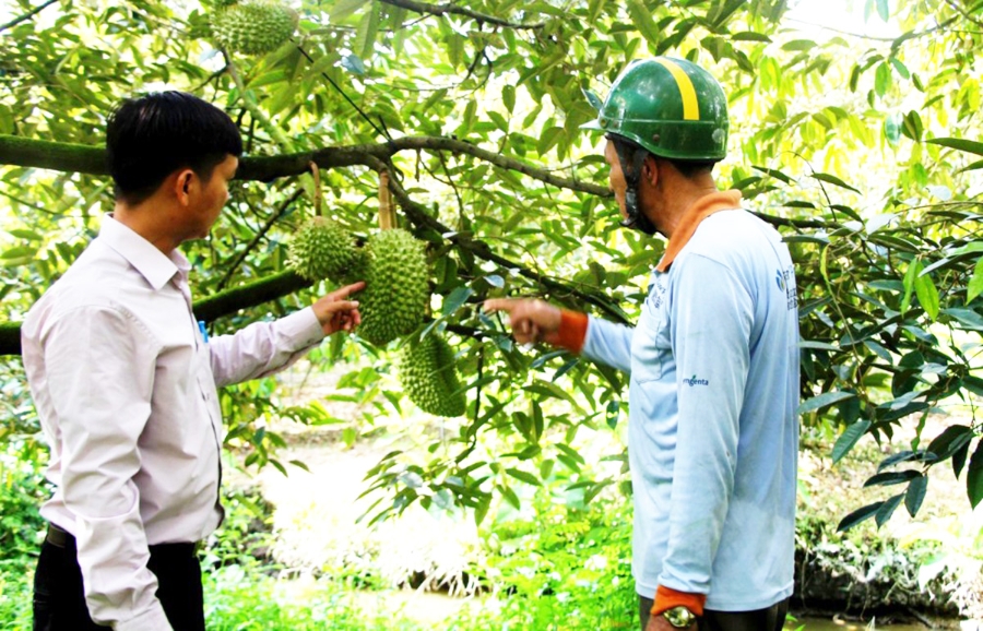 Liên kết sản xuất khi tham gia HTX giúp nông dân Phong Điền giảm nghèo, làm giàu &lpar;Ảnh: BCT&rpar;
