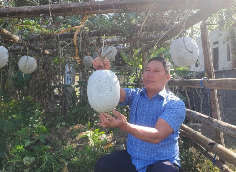 UBND huyện Mường Lát sẽ tiếp tục chỉ đạo các xã, hợp tác xã và người dân phục tráng giống bí thơm để mở rộng diện tích trồng, trở thành cây trồng chủ lực tại địa phương.