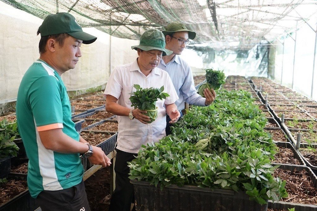 Huyện Nam Trà My kiểm tra chất lượng sâm giống trước khi giao cho người dân.