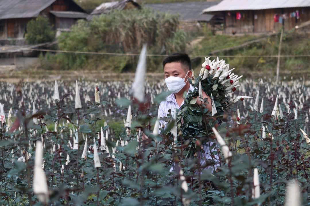 Các thành viên của HTX Nông nghiệp Nhà Páo Ly đang thu hoạch hoa hồng.