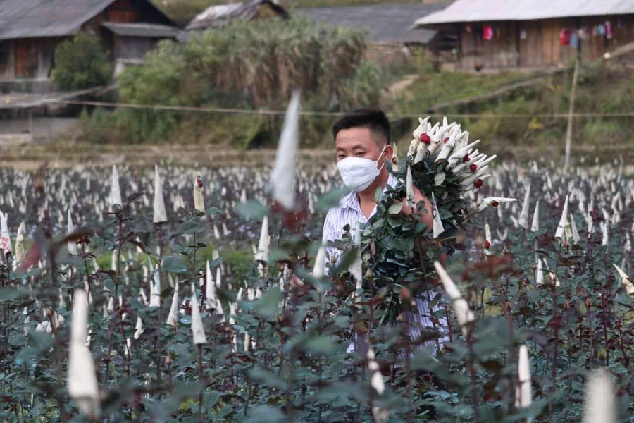 Các thành viên của HTX Nông nghiệp Nhà Páo Ly đang thu hoạch hoa hồng.
