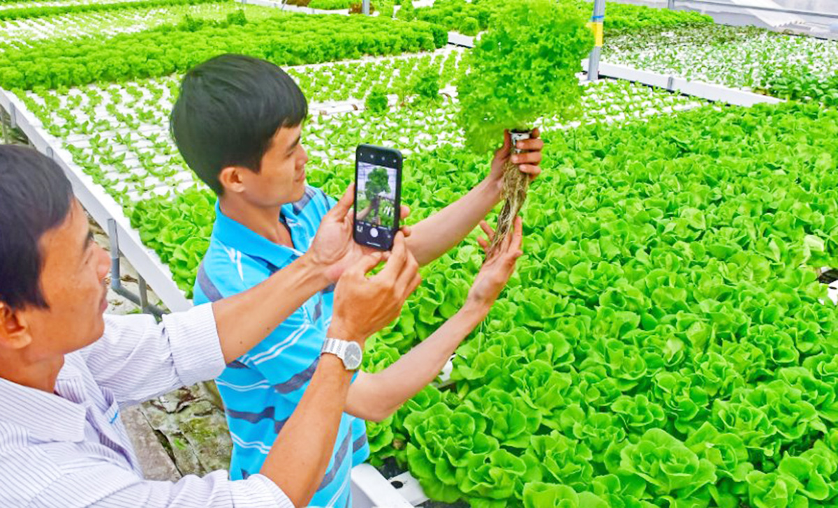 Các HTX, nông dân trên địa bàn tỉnh Cà Mau đang đẩy mạnh số hóa trong sản xuất &lpar;Ảnh: BCM&rpar;.