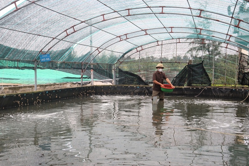 Mô hình nuôi ốc hương tại HTX Nông nghiệp và nuôi trồng, chế biến thủy sản An Hòa &lpar;Nam Định&rpar;.