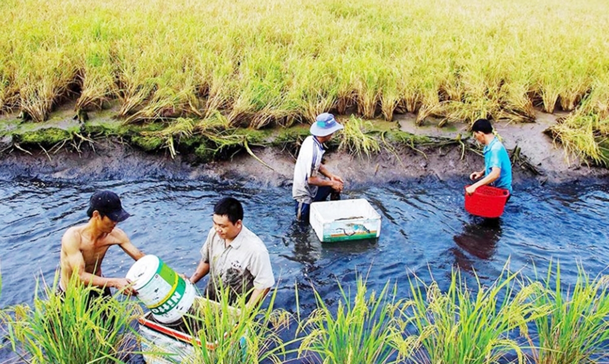 Sản xuất với tư duy mới giúp nông dân, HTX ở Cà Mau nâng cao thu nhập &lpar;Ảnh: BCM&rpar;