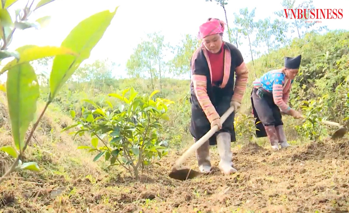 Sự ra đời của các HTX giúp người dân Sìn Hồ phát huy hiệu quả của nhiều cây trồng thế mạnh.
