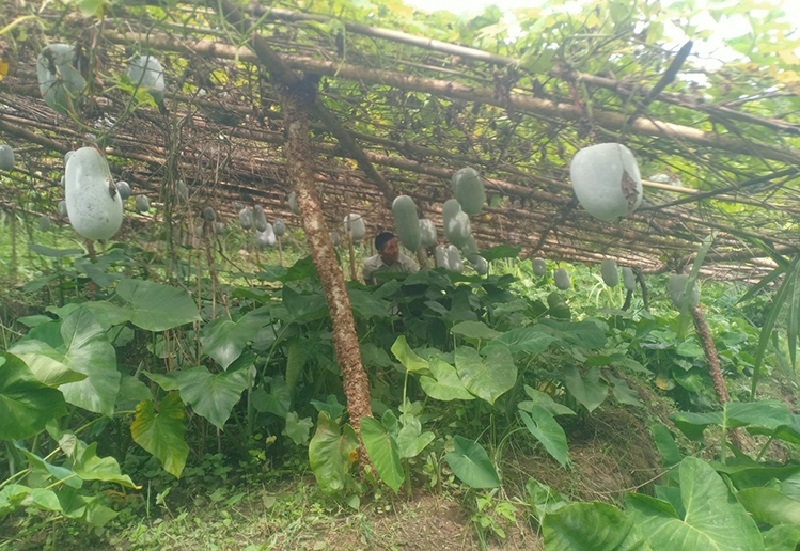 Cây bí thơm - hướng đi mới giúp nhiều hộ gia đình tại huyện Mường Lát thoát nghèo