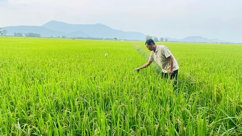 Đề án phát triển bền vững 1 triệu ha chuyên canh lúa chất lượng cao và phát thải thấp gắn với tăng trưởng xanh vùng ĐBSCL là một cuộc cách mạng về sản xuất lúa gạo, trong đó HTX đóng vai trò quan trọng.