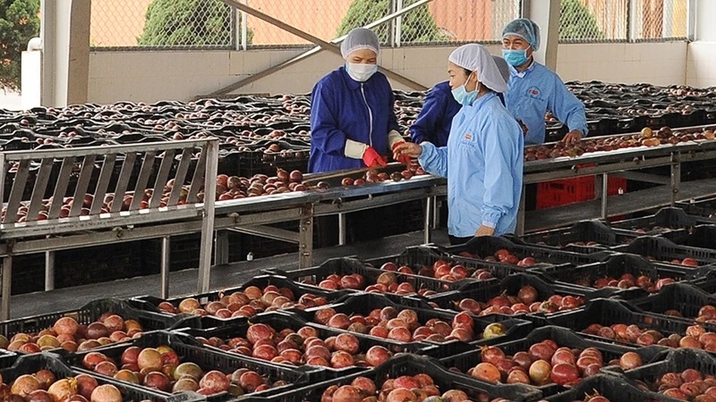 Xuất khẩu rau quả quý I năm 2025 đạt hơn 1,1 tỷ USD, giảm 11,3% so với cùng kỳ năm 2024.