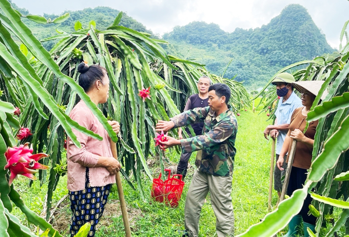 Sự hiện diện của các HTX, tổ hợp tác đang góp phần thay đổi diện mạo vùng đồng bào dân tộc thiểu số ở Cao Bằng &lpar;Ảnh: BCB&rpar;.