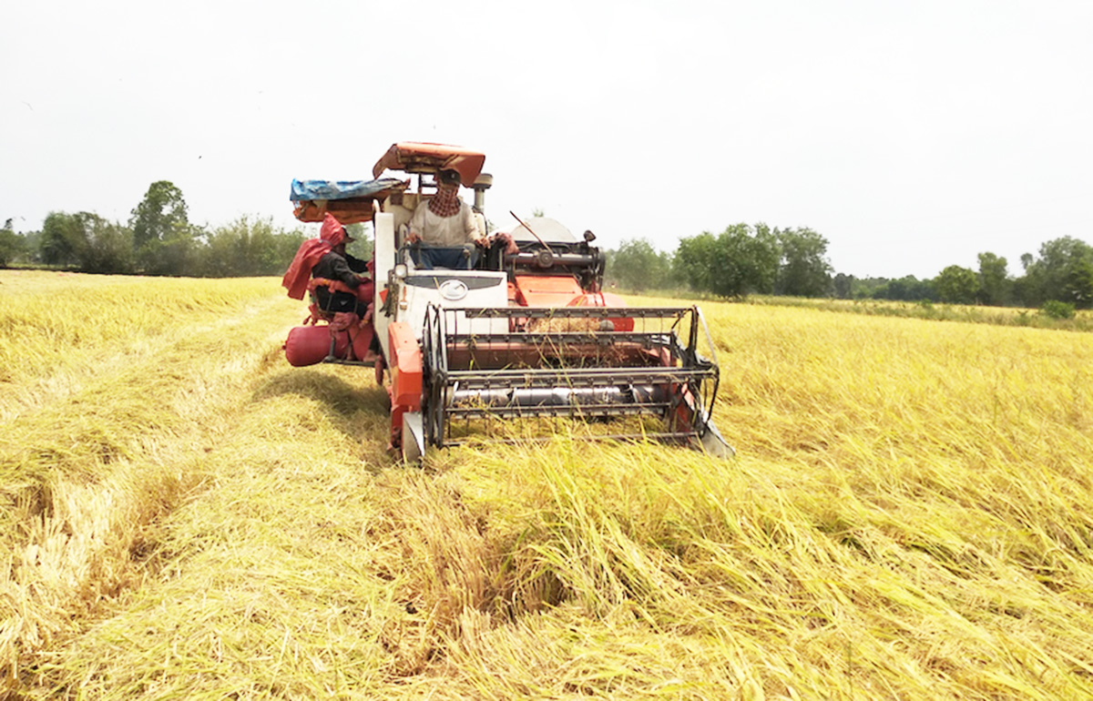 Ứng dụng khoa học công nghệ là chìa khóa thành công của các HTX, nông dân ở Lấp Vò.