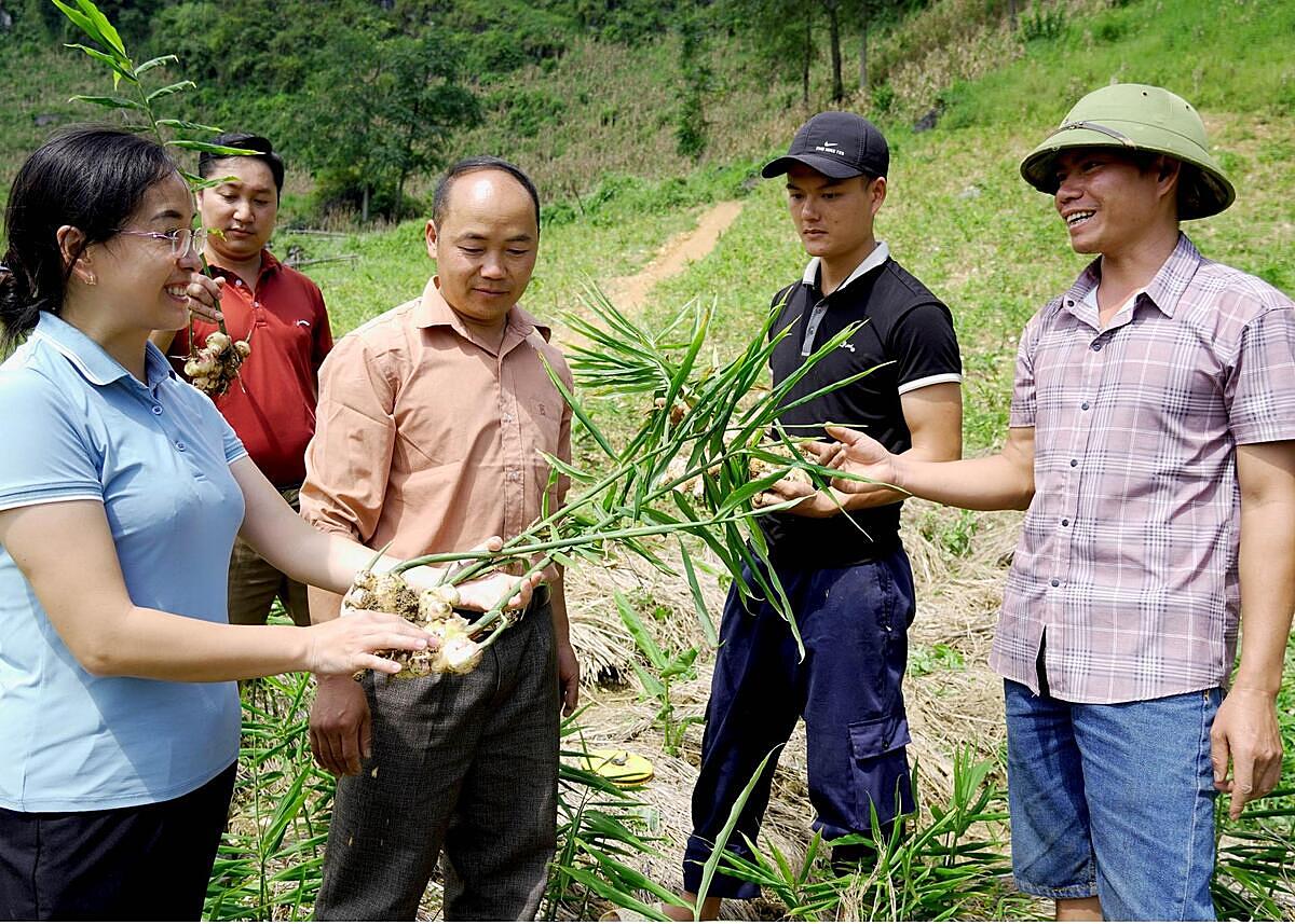 Gừng trâu cũng là một nông sản đặc trưng của huyện.