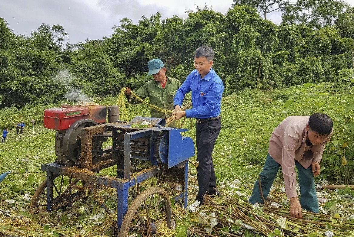 Thành viên HTX Gai xanh Mường Nhé chế biến gai xanh sau thu hoạch.