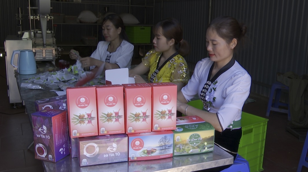 Sản phẩm trà của HTX Dịch vụ và Sản xuất nông nghiệp Hà Ân được công nhận là sản phẩm OCOP.