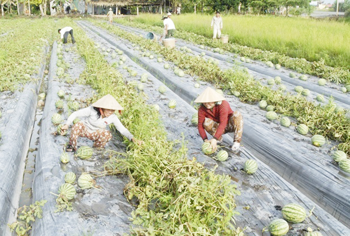 Các HTX đang có dấu ấn đậm nét trong quá trình chuyển đổi cơ cấu nông nghiệp huyện Lấp Vò.