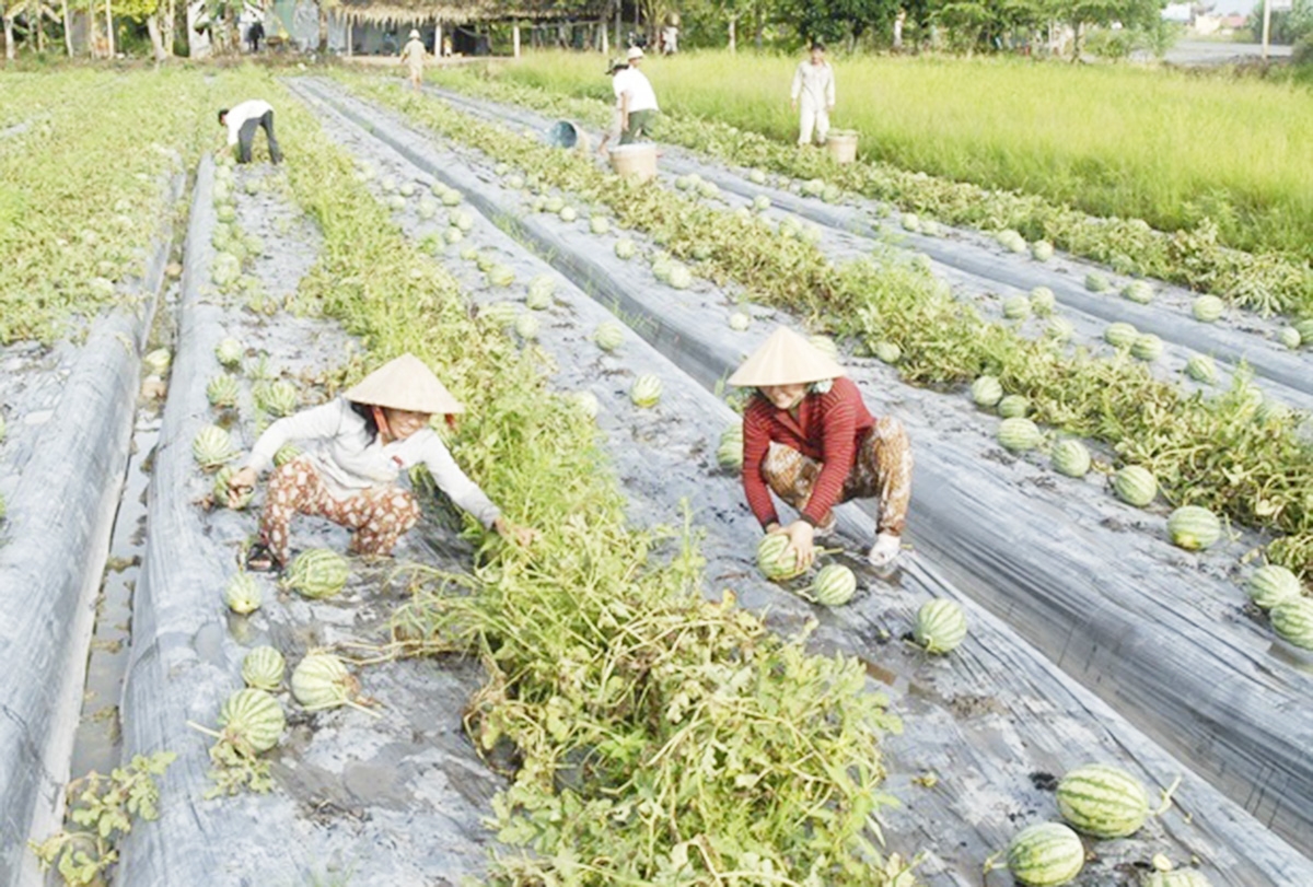 Các HTX đang có dấu ấn đậm nét trong quá trình chuyển đổi cơ cấu nông nghiệp huyện Lấp Vò.