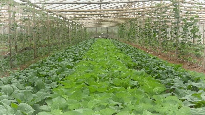 Mô hình trồng rau sạch giúp nhiều người dân thu lãi khoảng 100 triệu đồng/năm trên diện tích 1ha đất.