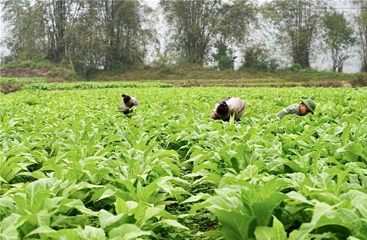 Thay đổi cách nghĩ cách làm giúp đồng bào dân tộc thiểu số ở Cao Bằng nâng cao hiệu quả sản xuất &lpar;Ảnh: BCB&rpar;.
