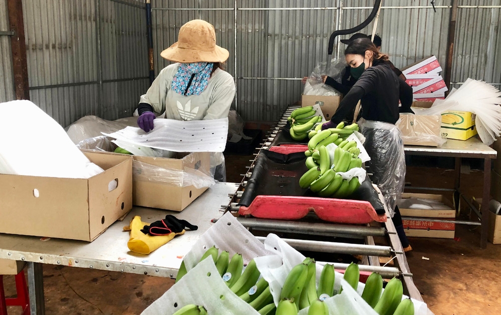 Hiệu quả của khoa học công nghệ là chìa khóa giúp nông dân, HTX ở Đăk Đoa nâng cao thu nhập.