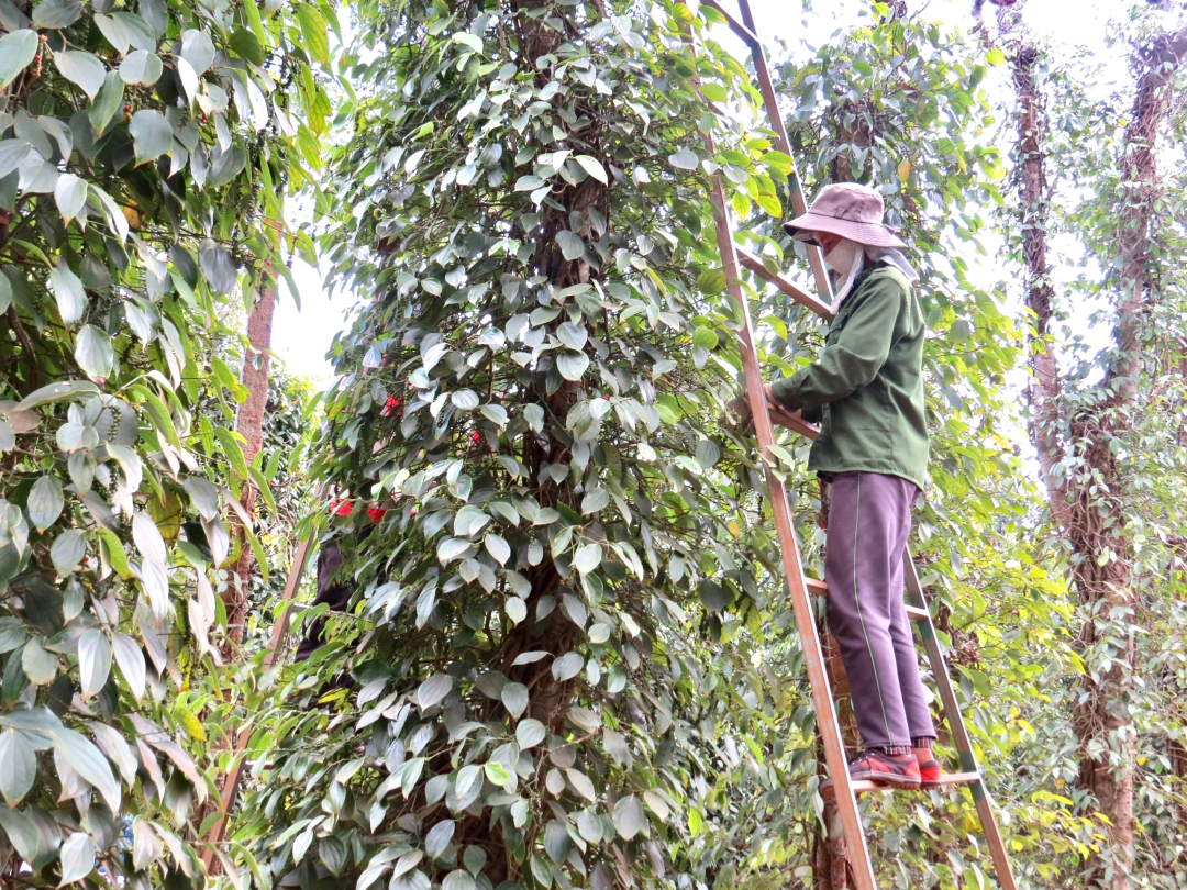 Giá hồ tiêu đang dao động từ 157.000 - 158.000 đồng/kg, người trồng tiêu Cư Kuin phấn khởi vì có thu nhập cao.