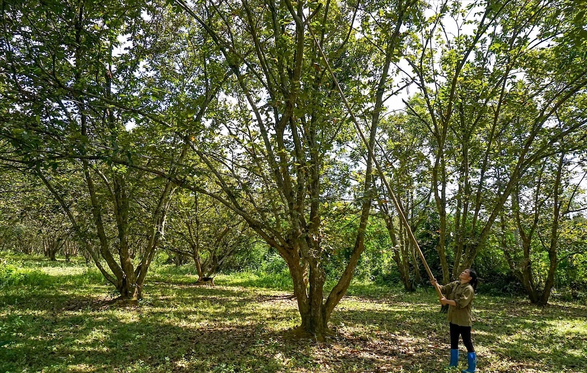 Người dân trồng hạt dẻ được tham gia tập huấn, đào tạo kỹ năng trồng và chăm sóc cây.