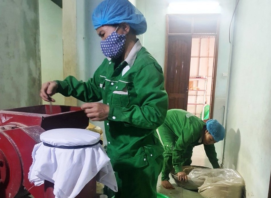 HTX Nông nghiệp sinh thái Tây Thạch Hãn tận dụng nguồn nguyên liệu bản địa ở Mò Ó để chế biến trà.