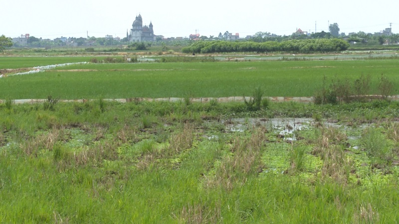 Việc miễn thuế sử dụng đất nông nghiệp đến hết năm 2030, sẽ tiếp tục là hình thức hỗ trợ trực tiếp tới người nông dân, là nguồn đầu tư tài chính trực tiếp cho khu vực nông nghiệp, nông dân, nông thôn... góp phần khuyến khích đầu tư, thúc đẩy kinh tế nông nghiệp phát triển bền vững.