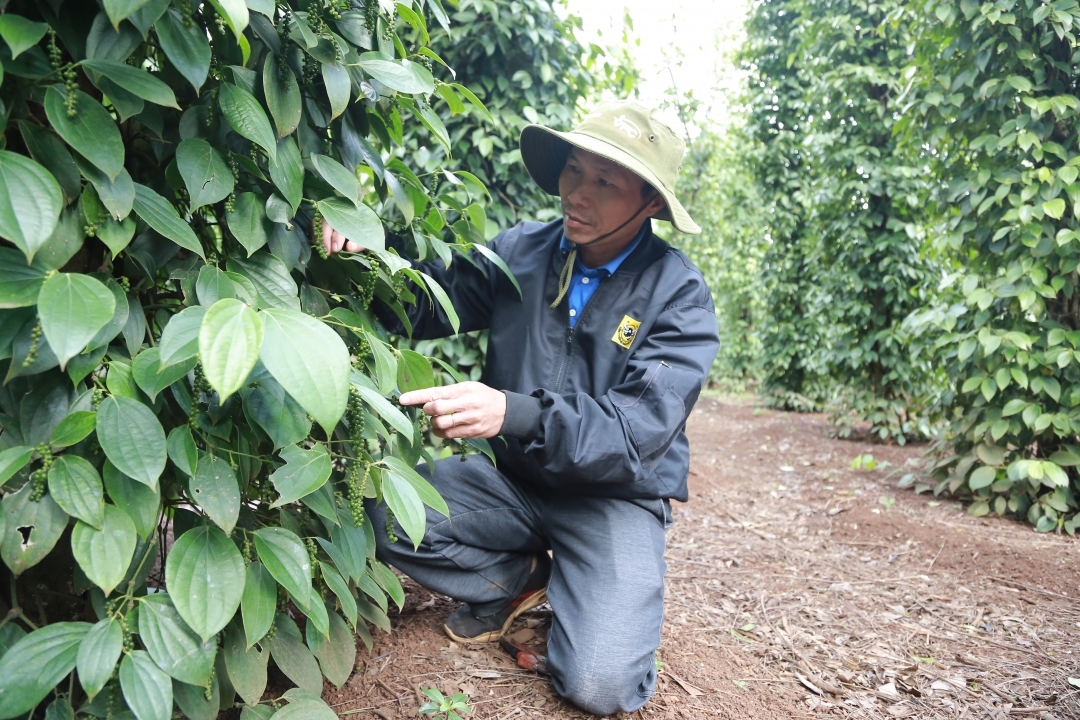 Trồng tiêu theo hướng bền vững, hữu cơ giúp nâng cao chất lượng và giá bán sản phẩm.