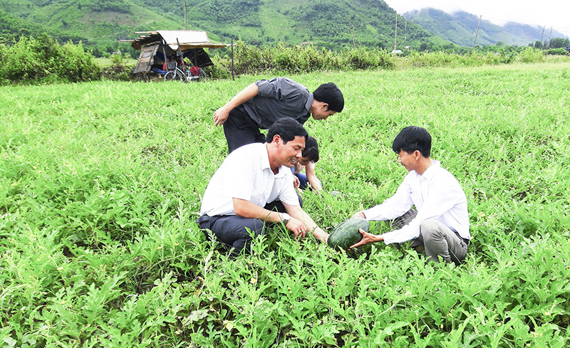 Tổ hợp tác dưa hấu Mò Ó giúp người dân thôn Phú Thành &lpar;xã Mò Ó&rpar; có cuộc sống khấm khá.