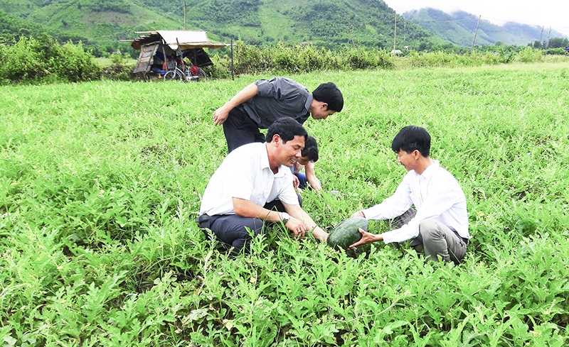 Tổ hợp tác dưa hấu Mò Ó giúp người dân thôn Phú Thành &lpar;xã Mò Ó&rpar; có cuộc sống khấm khá.