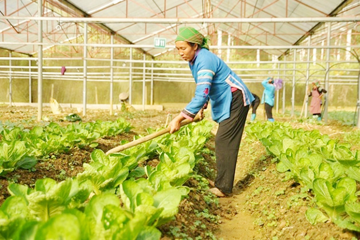 Người dân tộc thiểu số ở Bắc Hà đã không còn e ngại việc đổi mới phương thức sản xuất theo hướng hiện đại.