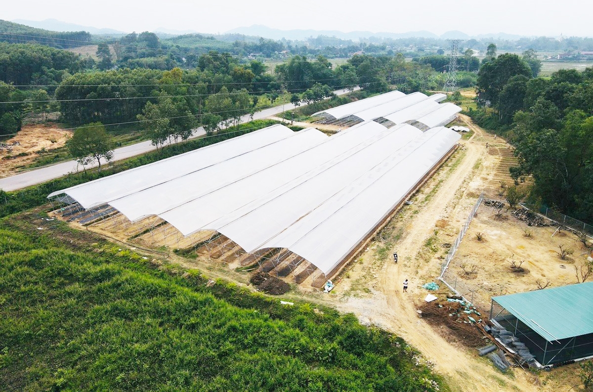 Sản xuất theo hướng hiện đại là xu hướng trong quá trình chuyển đổi cơ cấu nông nghiệp ở Đô Lương &lpar;Ảnh: BNA&rpar;.